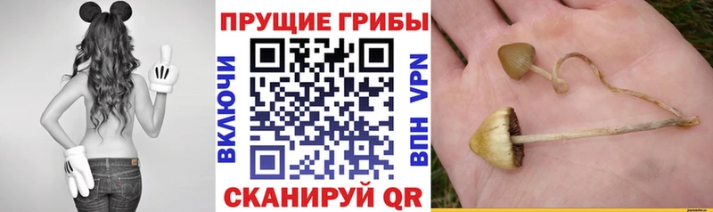 Купить закладки  Боровичи  Псилоцибиновые грибы Psilocybine cubensis 